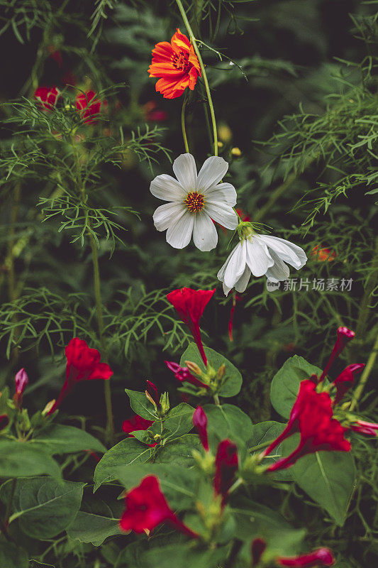 夏季/秋季花